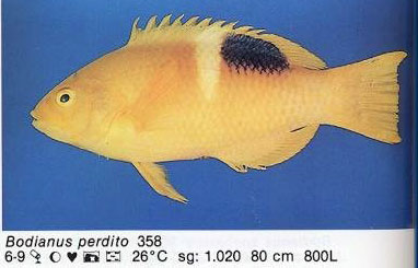 Bodianus perdito